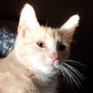 Meet your Posher, Veronica